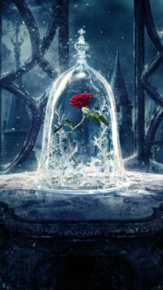 Enchanted Rose Under Glass Bell Jar Mobile Wallpaper