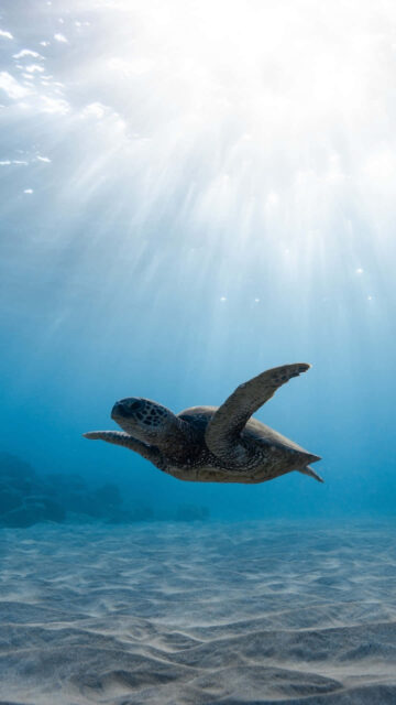 Sea Turtle Gliding Underwater Vertical Mobile Wallpaper
