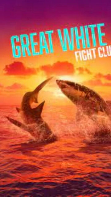 Great White Shark Sunset Ocean Battle Mobile Wallpaper