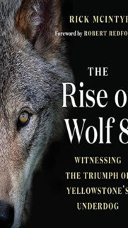 The Rise of Wolf 8 Book Cover Mobile Wallpaper