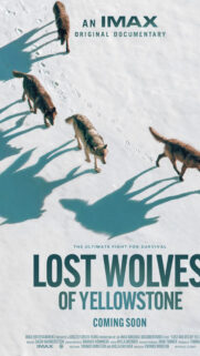 Lost Wolves of Yellowstone IMAX Documentary Mobile Wallpaper