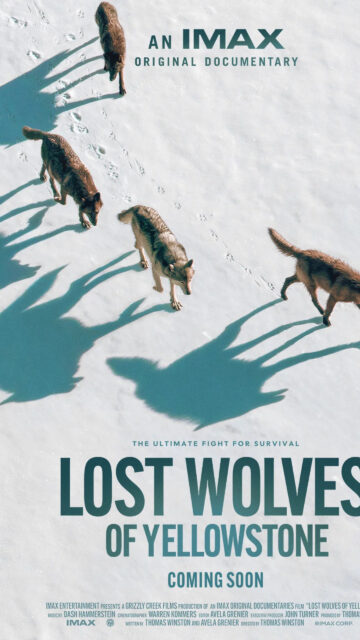 Lost Wolves of Yellowstone IMAX Documentary Mobile Wallpaper