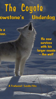 Howling Coyote in Snowy Landscape Mobile Wallpaper