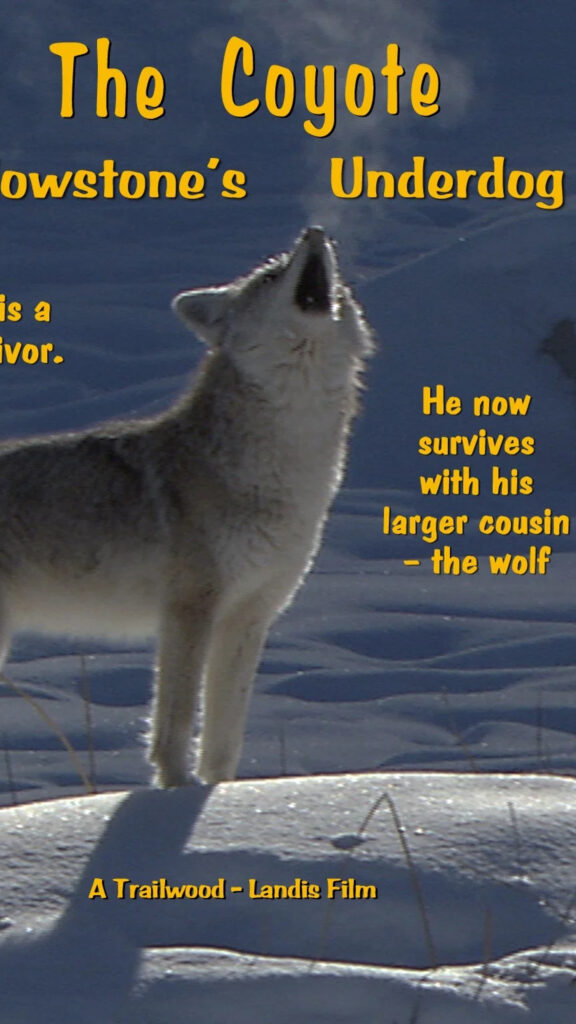 Howling Coyote in Snowy Landscape Mobile Wallpaper