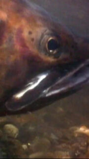 Close-up Wild Trout Underwater Mobile Wallpaper