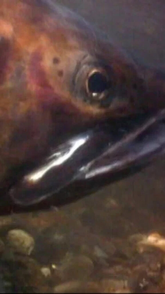 Close-up Wild Trout Underwater Mobile Wallpaper