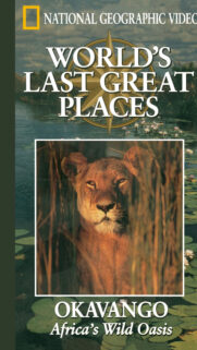 National Geographic Okavango Lion Mobile Wallpaper
