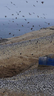 Stunning Seabird Colony Coastal Landscape Mobile Wallpaper