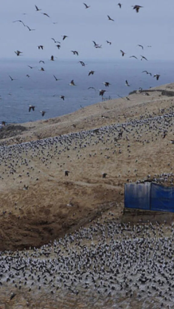 Stunning Seabird Colony Coastal Landscape Mobile Wallpaper