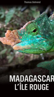 Green Chameleon Close-up Madagascar Wildlife Mobile Wallpaper