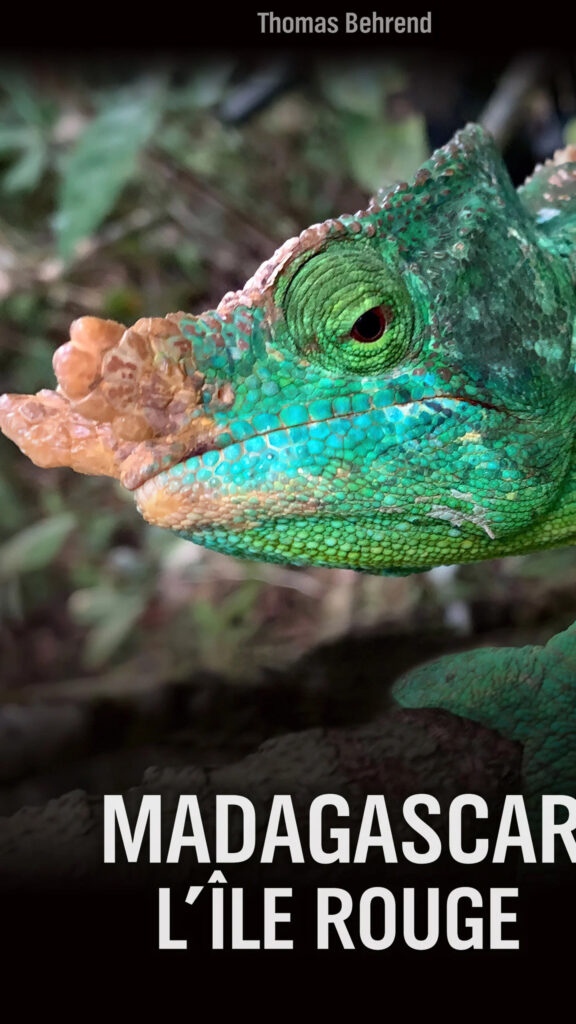 Green Chameleon Close-up Madagascar Wildlife Mobile Wallpaper