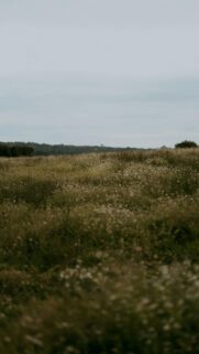 Serene Meadow Wildflower Landscape Mobile Wallpaper