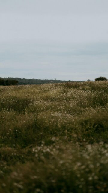 Serene Meadow Wildflower Landscape Mobile Wallpaper
