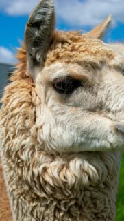 Close Up Portrait of a Fluffy Alpaca with Golden Fleece Wallpaper