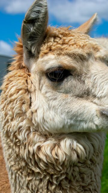Close Up Portrait of a Fluffy Alpaca with Golden Fleece Wallpaper