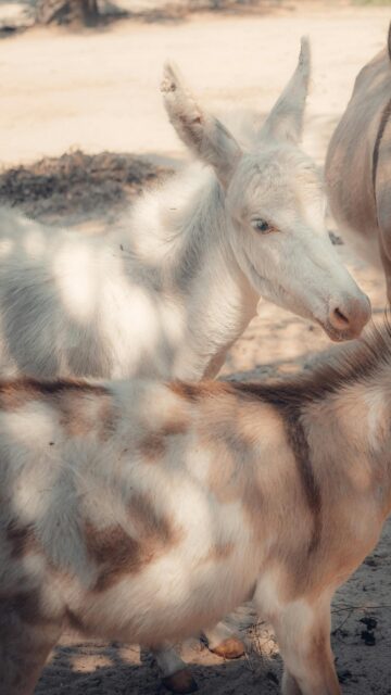 Beautiful White and Spotted Donkey Foals in Sunny Nature Mobile Wallpaper