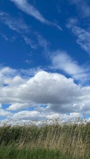 Stunning Cumulus Clouds Over Golden Reed Field Nature Phone Wallpaper