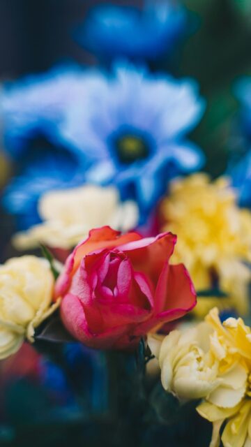 Vibrant Pink Rose Surrounded by Yellow and Blue Flowers Phone Wallpaper