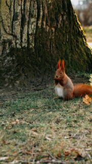 Adorable Red Squirrel Eating in Nature Mobile Phone Wallpaper