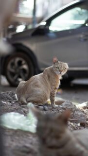 Stray Tabby Cat Looking Back on Gritty Urban Street Mobile Wallpaper