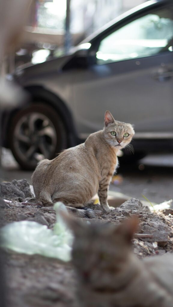 Stray Tabby Cat Looking Back on Gritty Urban Street Mobile Wallpaper