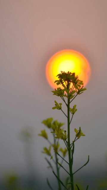 Mustard Flower Silhouette Under Glowing Sunset Golden Hour Mobile Wallpaper