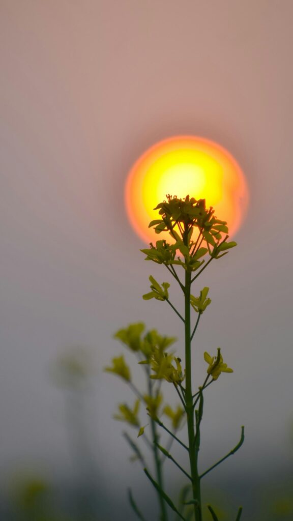 Mustard Flower Silhouette Under Glowing Sunset Golden Hour Mobile Wallpaper