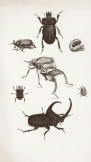 Vintage Scientific Beetle Illustration Detailed Macro Phone Wallpaper