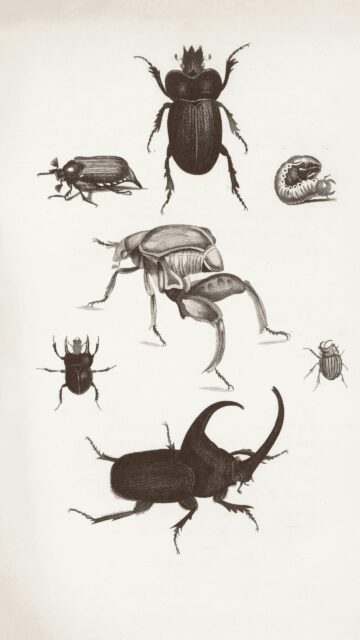 Vintage Scientific Beetle Illustration Detailed Macro Phone Wallpaper
