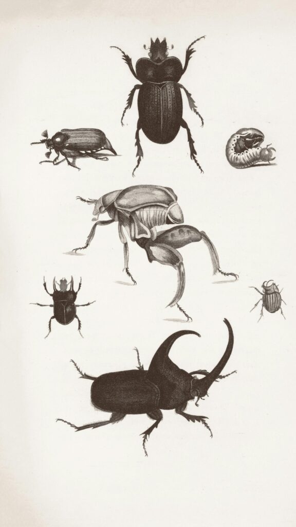 Vintage Scientific Beetle Illustration Detailed Macro Phone Wallpaper