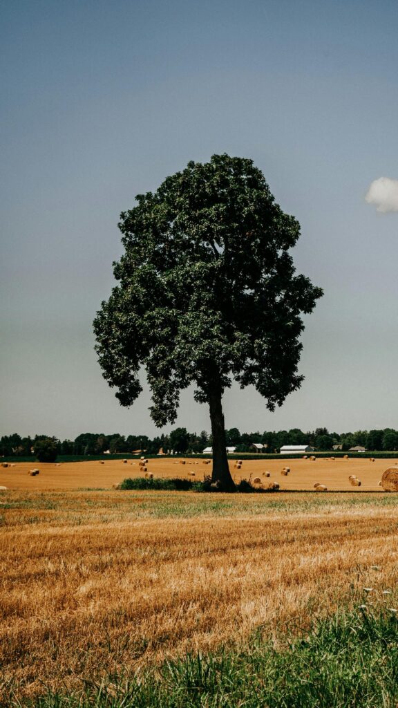 Stunning Solitary Tree in Golden Harvest Field Mobile Wallpaper