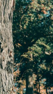 Close-Up Tree Bark and Delicate Green Foliage Mobile Wallpaper
