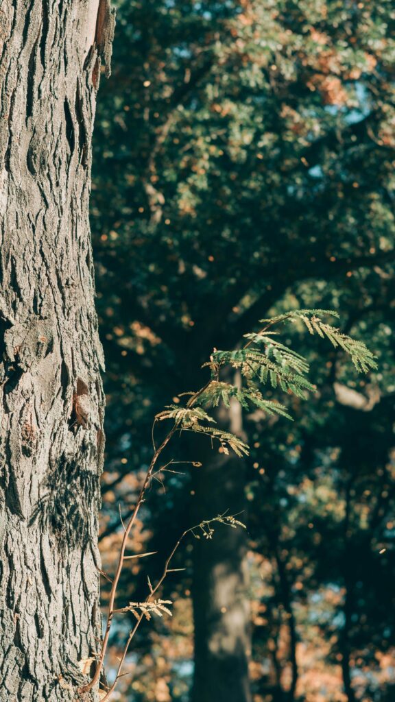 Close-Up Tree Bark and Delicate Green Foliage Mobile Wallpaper