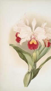 Elegant Cattleya Orchid Botanical Illustration Mobile Wallpaper