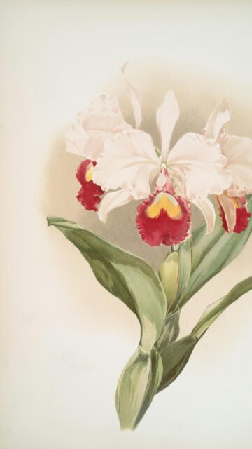 Elegant Cattleya Orchid Botanical Illustration Mobile Wallpaper