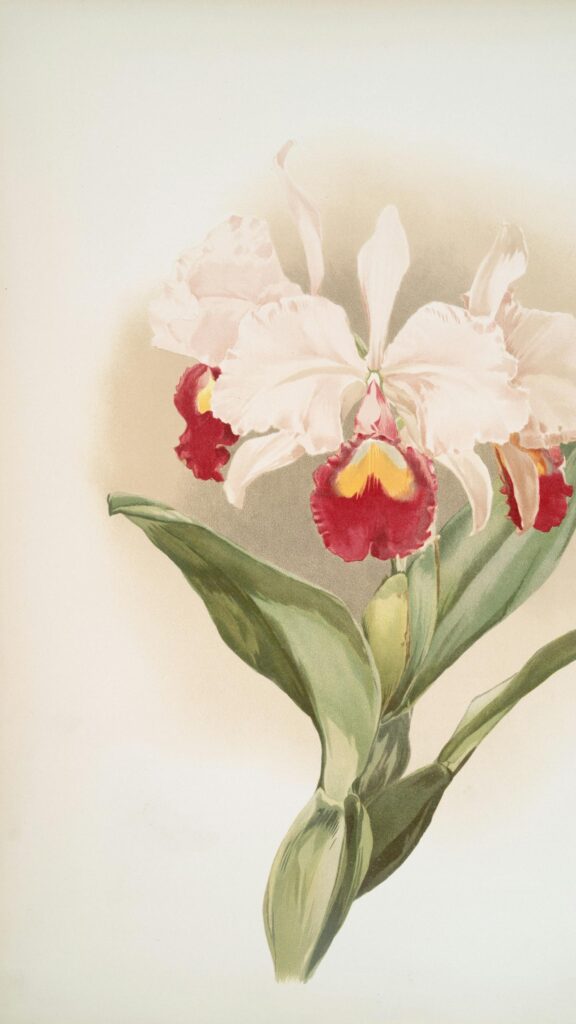 Elegant Cattleya Orchid Botanical Illustration Mobile Wallpaper