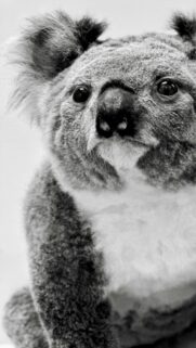 Close-up Black and White Koala Portrait for Mobile Wallpaper