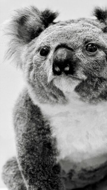Close-up Black and White Koala Portrait for Mobile Wallpaper