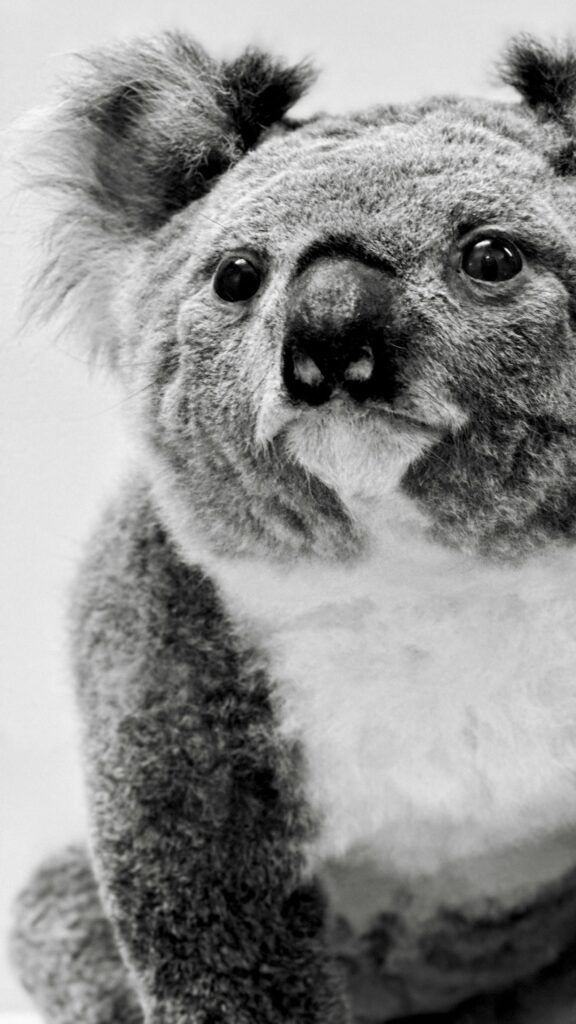 Close-up Black and White Koala Portrait for Mobile Wallpaper