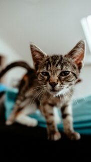 Adorable Tabby Kitten With Deep Piercing Eyes Mobile Wallpaper