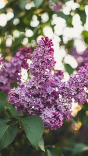 Beautiful Purple Lilac Flower Cluster Spring Nature Mobile Wallpaper