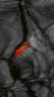 Ethereal Pisces Zodiac Goldfish Swimming in Still Water Wallpaper