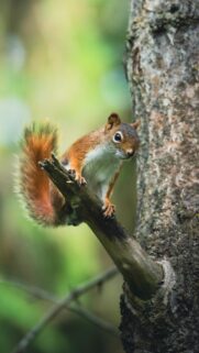 Cute American Red Squirrel Perched on Tree Branch Mobile Wallpaper