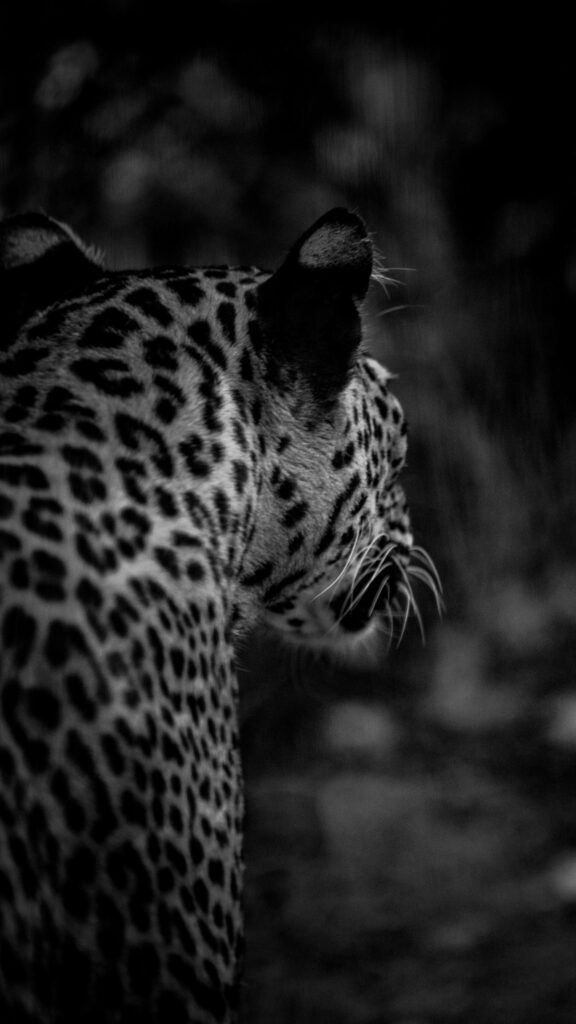 Stunning Black and White Leopard Profile Portrait Mobile Wallpaper