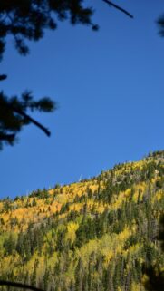 Autumn Mountain Slope with Golden Aspens and Pine Forest Wallpaper