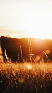 Golden Hour Sunset Wheat Field Nature Mobile Wallpaper