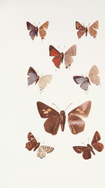 Vintage Butterfly Illustration Art Mobile Wallpaper