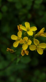 Beautiful Bright Yellow Mustard Flowers Close-up Mobile Wallpaper