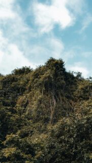 Towering Jungle Foliage with Cascading Vines Nature Wallpaper