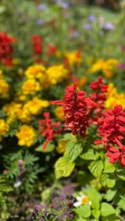 Vibrant Red Salvia and Golden Marigold Summer Garden Wallpaper